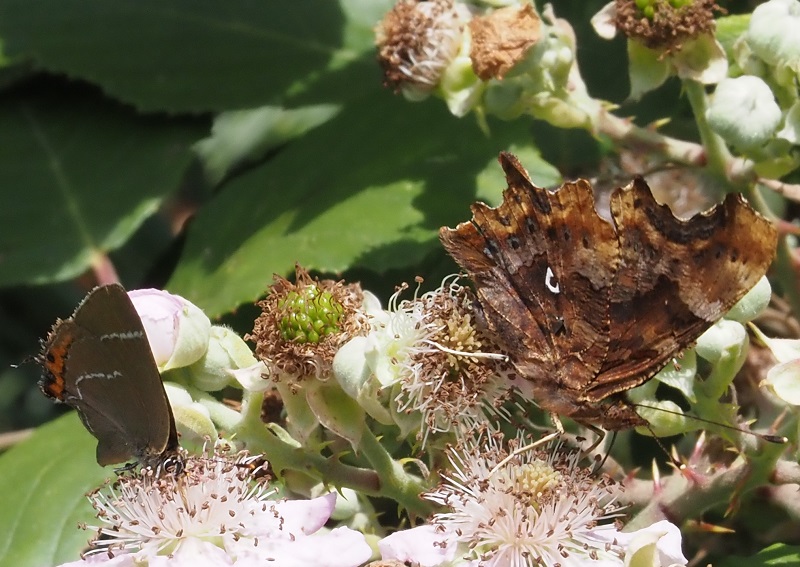 wl hairstreak 2020A.jpg