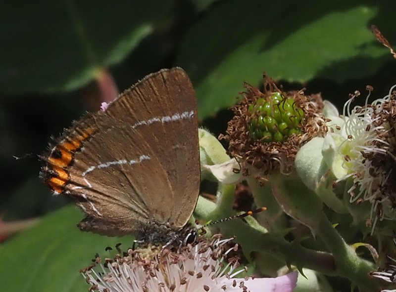 wl hairstreak 2020B.jpg