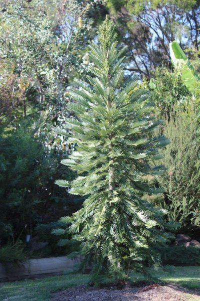 Wollemia nobilis (Wollemi Pine)  10 - small.jpg