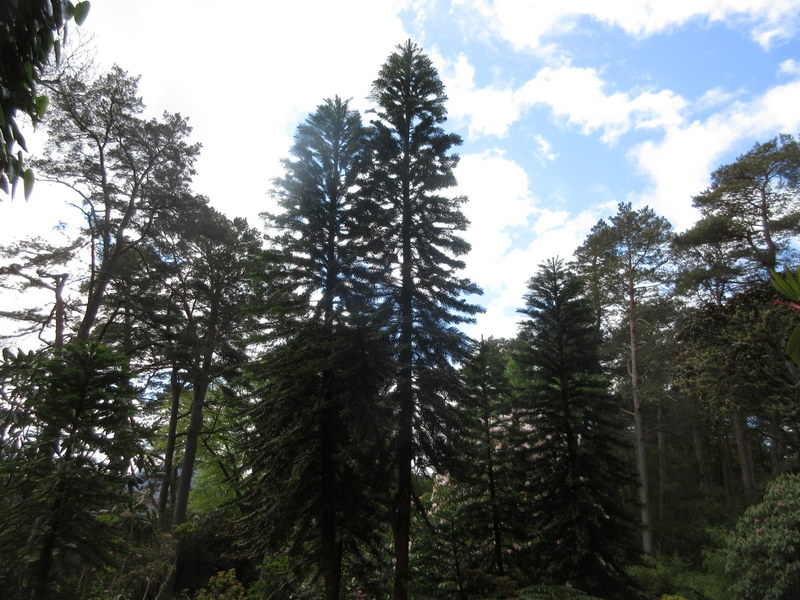 WOLLEMIA  NOBILIS  WOLLEMI  PINE 11-05-2023 11-29-32.JPG