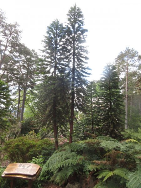 WOLLEMIA  NOBILIS  WOLLEMI  PINE 11-05-2023 11-29-37.JPG