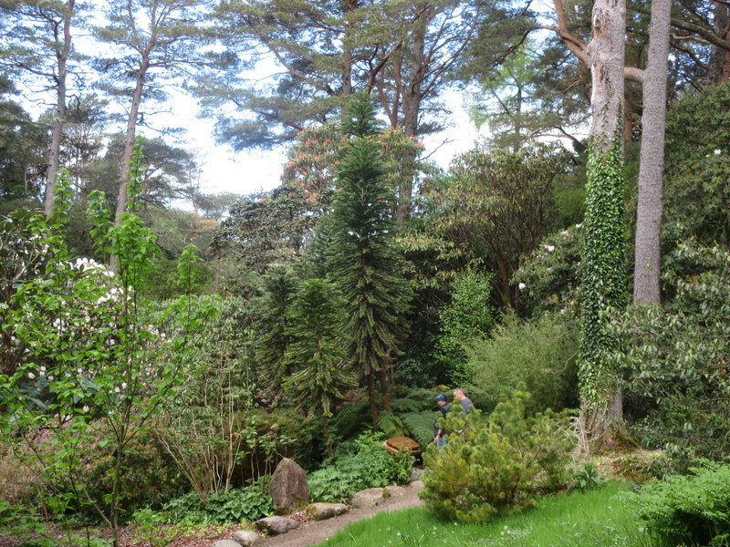 WOLLEMIA  NOBILIS  WOLLEMI  PINE 11-05-2023 11-38-17.JPG