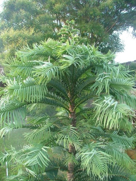 Wollemia nobilis (Wollemi Pine)  13 - small.jpg