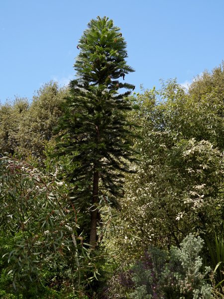 woolemei pine.JPG