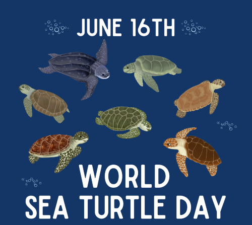 World Sea Turtle Day.png
