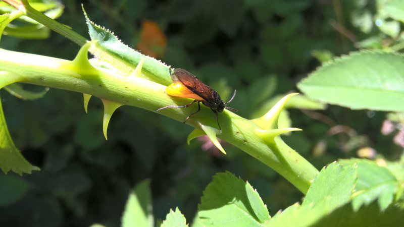 WP_20150630_13_05_21_Pro PICTURE.jpg