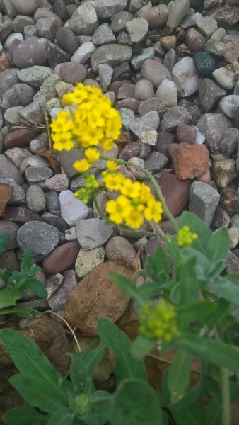 WP_20170319_14_45_58_Pro_LI (2).jpg