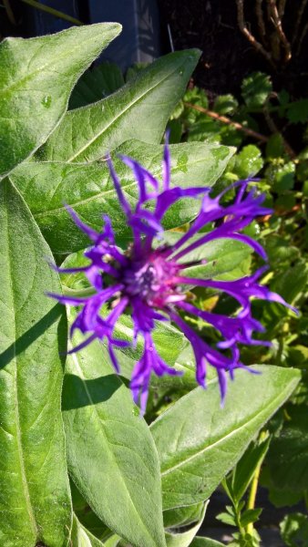 WP_20170524_18_48_28_Pro_LI (2).jpg