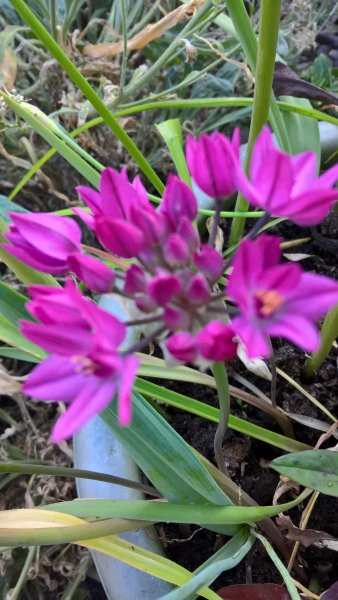 WP_20170524_18_56_39_Pro_LI (2).jpg