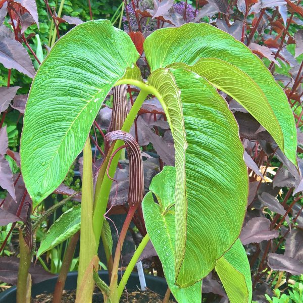 WP_20170529_09_44_49_Rich (2).jpg