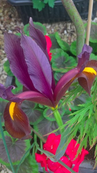 WP_20170602_16_44_46_Pro_LI (2).jpg