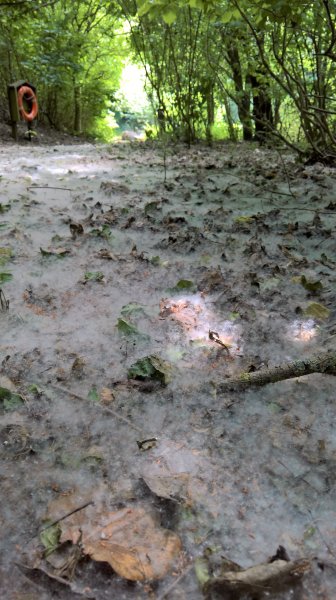 WP_20170620_12_50_10_Rich (2).jpg