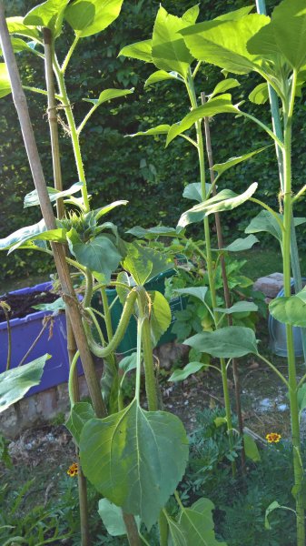 WP_20170704_06_50_52_Pro 1.jpg