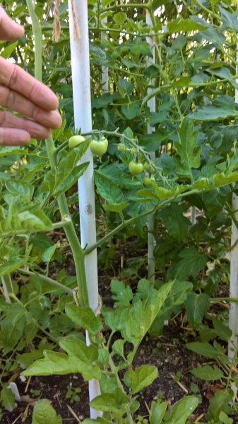 WP_20170704_06_55_24_Pro 1.jpg