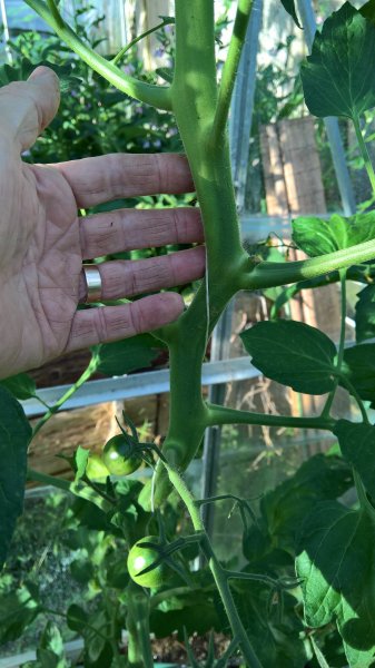 WP_20170704_06_57_56_Pro 1.jpg