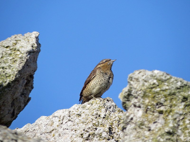 Wryneck 1.jpg