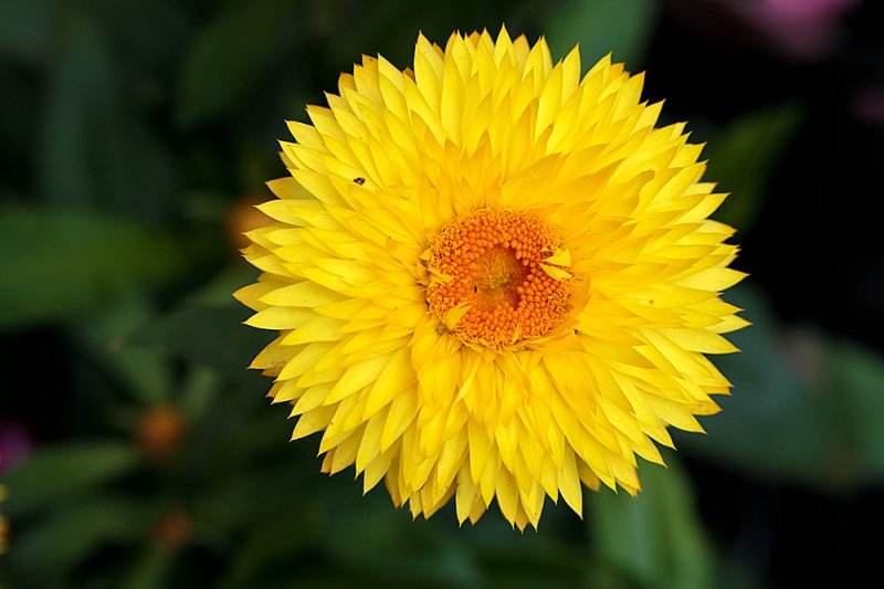 Xerochrysum-3.jpg