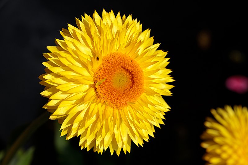 Xerochrysum-5.jpg