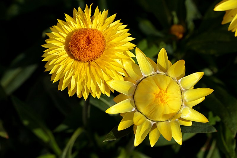Xerochrysum-6.jpg
