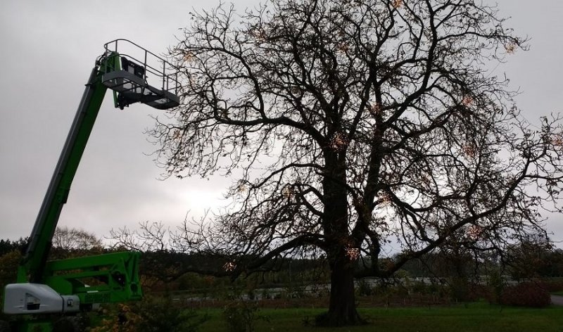 xmas lights oct 2017.JPG