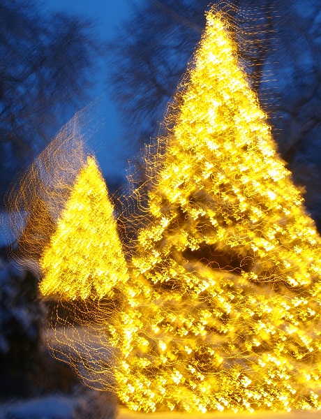 xmas trees 2017 cider.jpg