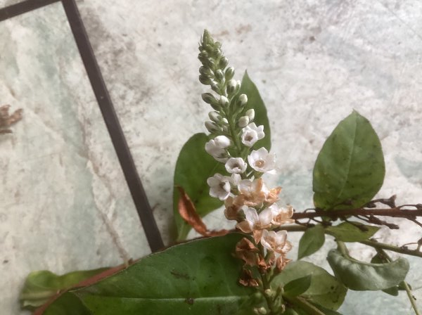 xxx 02-11-2025 13-11-11.jpeg