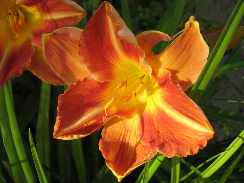 yellow and orange.JPG