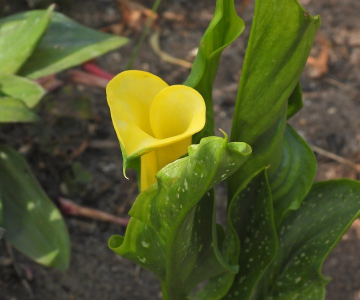 yellow Calla.JPG