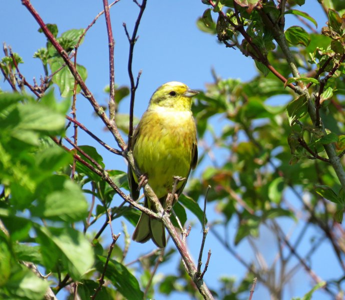 Yellow Hammer - Martin Down.JPG