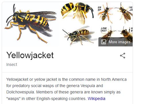 YELLOW JACKET.JPG