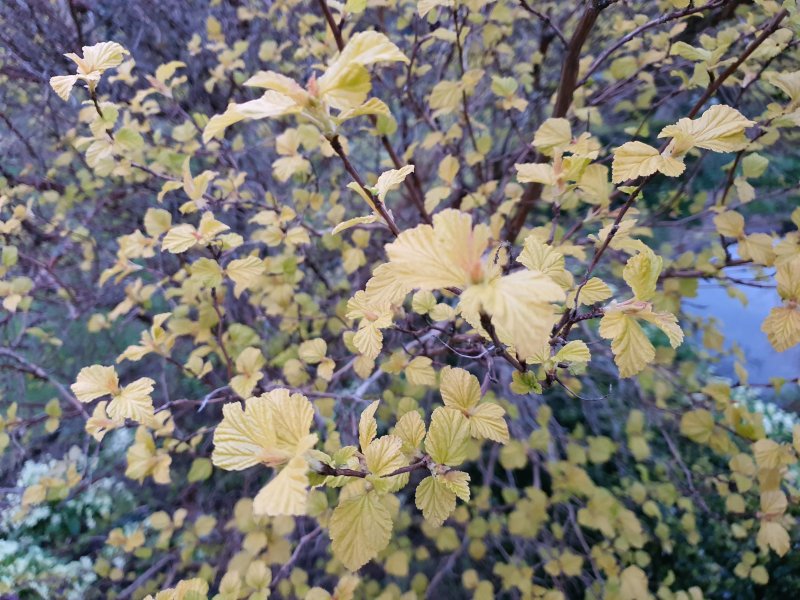 Yellow leaved shrub.JPG