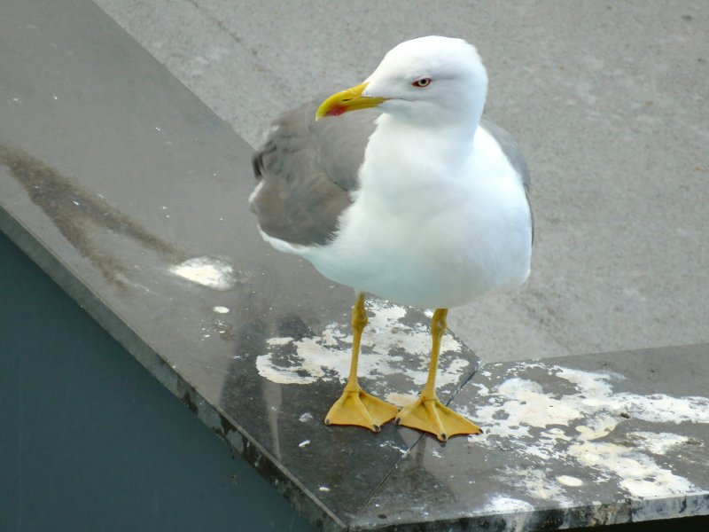 Yellow Leg Gull 1.JPG
