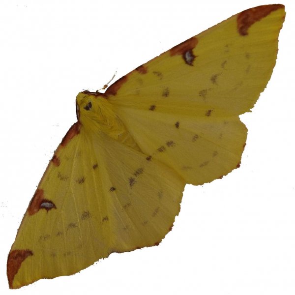 yellow moth 2.jpg