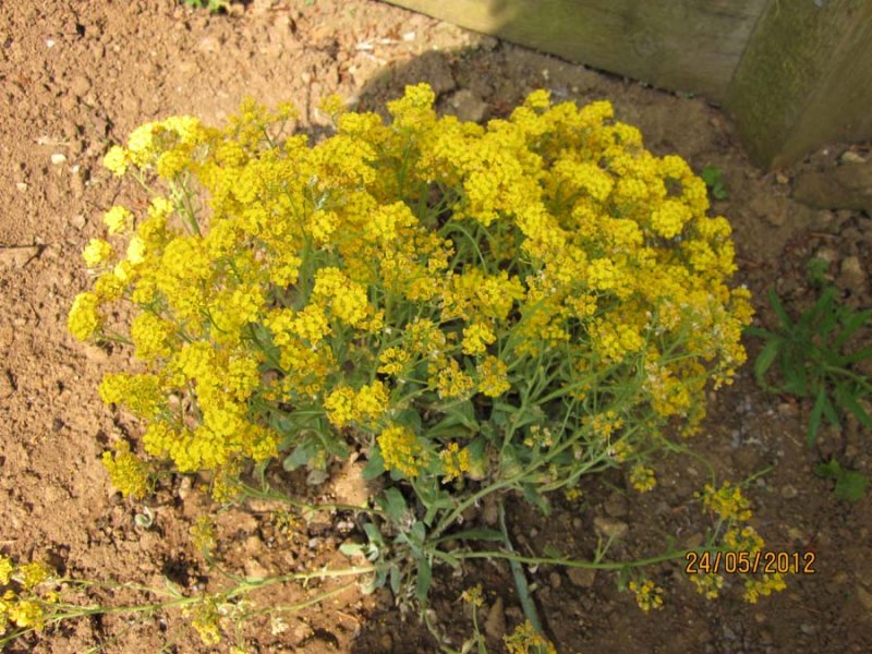 yellow plant.jpg