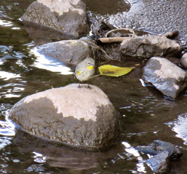 Yellow Rumped Warbler  (2).JPG
