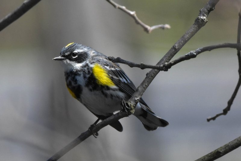 Yellow-Rumped Warbler GC.jpg