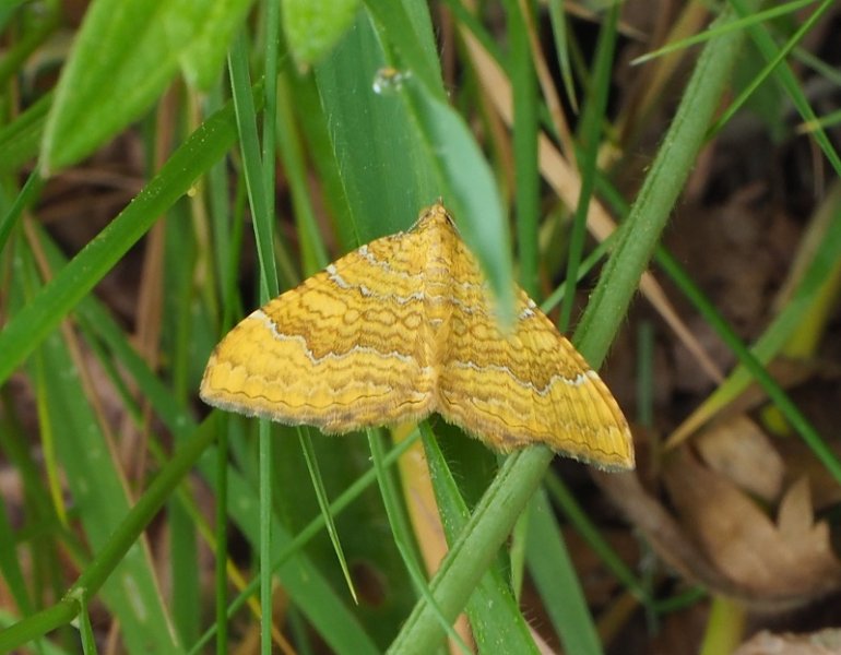 yellow shell moth.jpg
