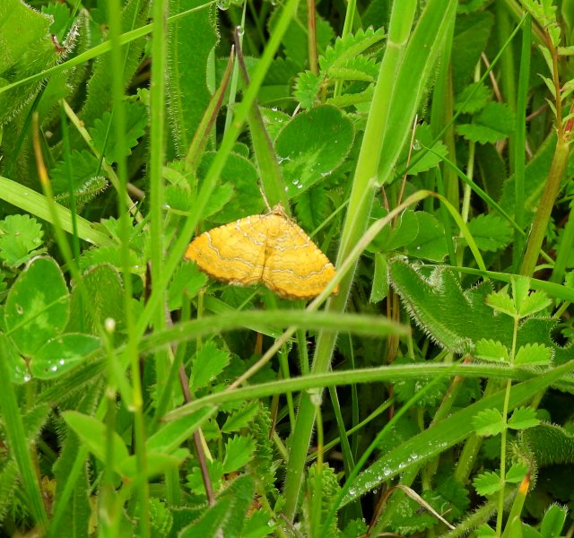 Yellow Shell Moth.JPG