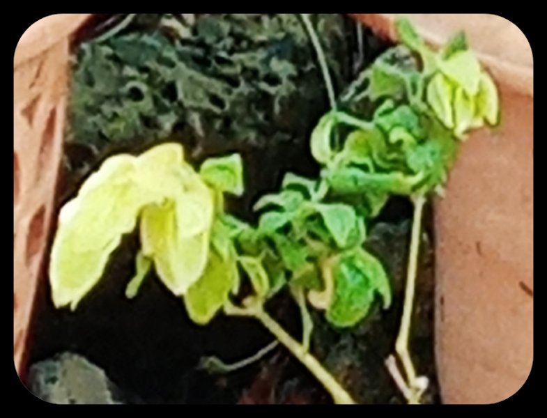 Yellow Shrimp Plant2 14 May 22.jpg