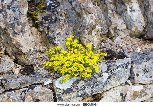 yellow-small-wildflowers-in-bloom-and-lychen-on-old-drystone-wall-eecmhg.jpg
