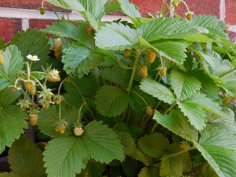 Yellow Strawberries.JPG