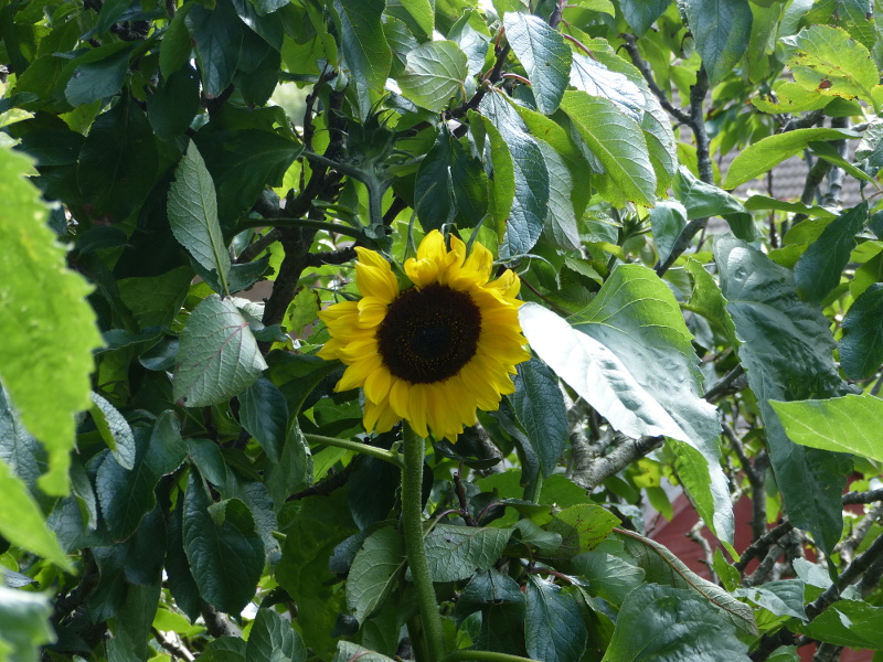 Yellow Sunflower 1 2017.JPG