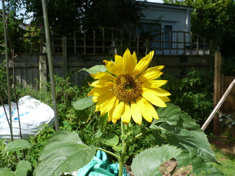 Yellow sunflower 2 2017.JPG