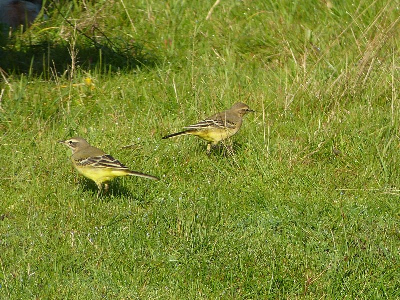 Yellow Wagtails - Keysworth farm (2).JPG