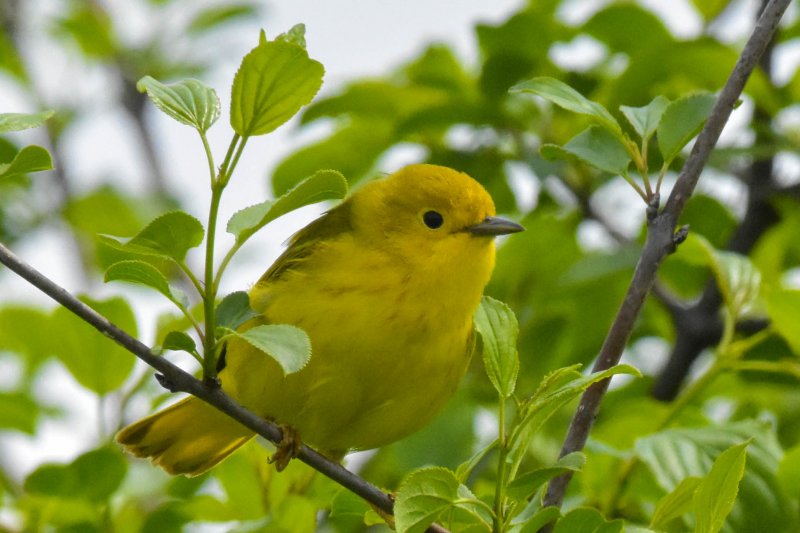 Yellow Warbler.jpg