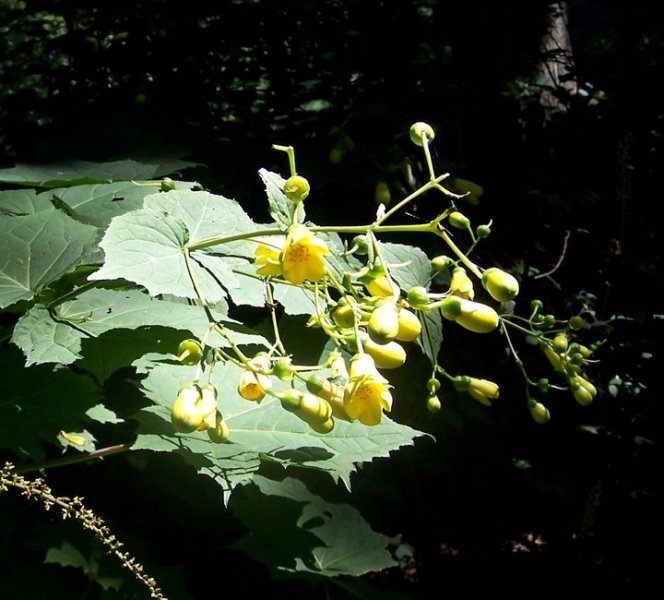 yellow wax bell (2).jpg
