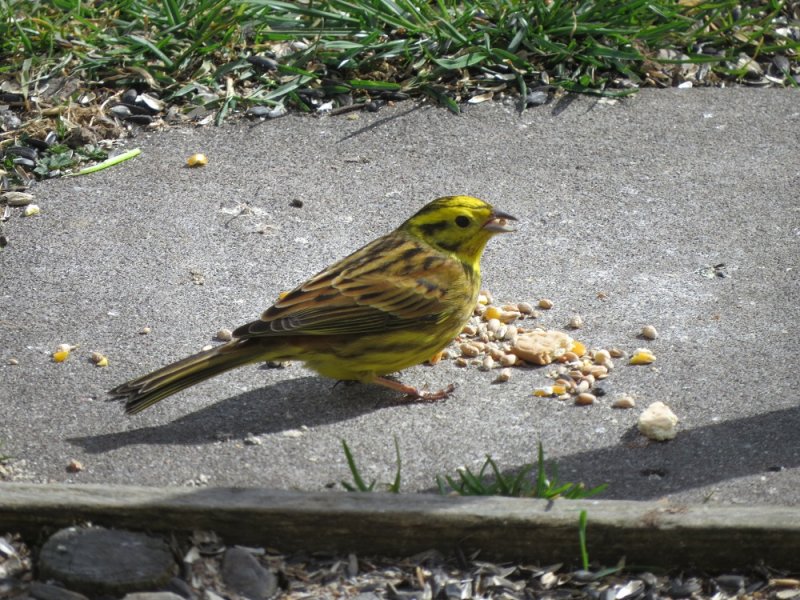 Yellowhammer (2).JPG