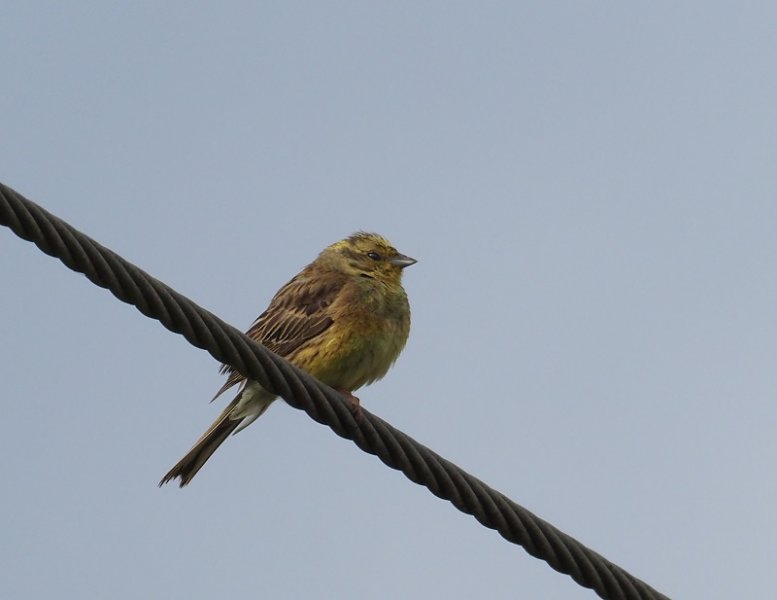 yellowhammer2020B.jpg