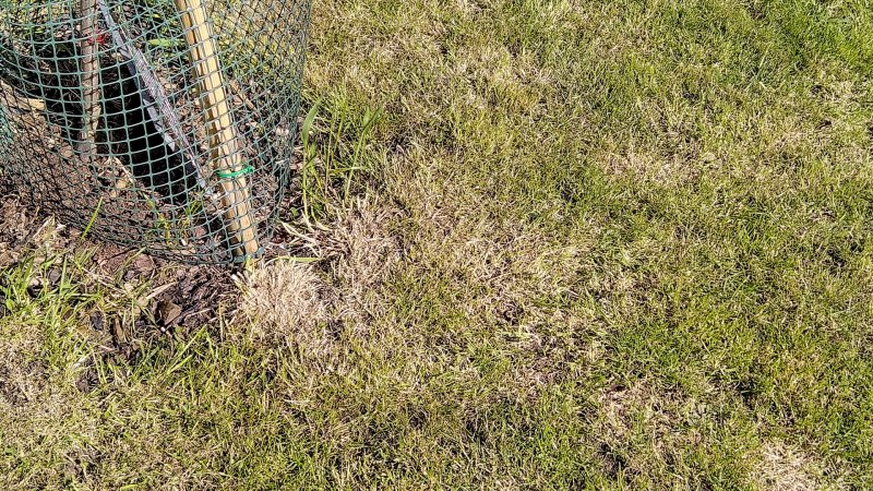 Yellowing grass 11-5-22.jpg