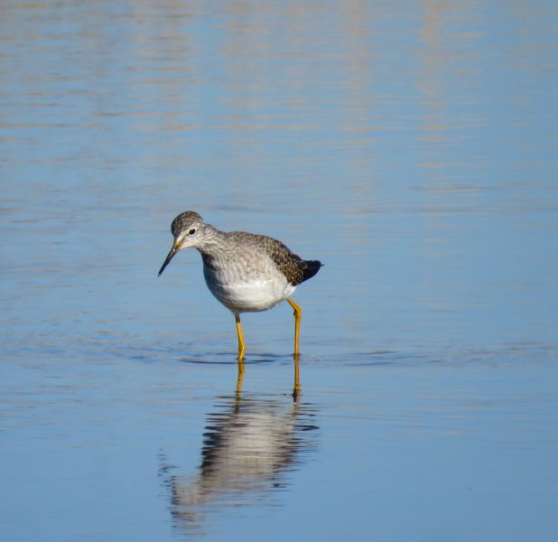 yellowlegs 1.JPG